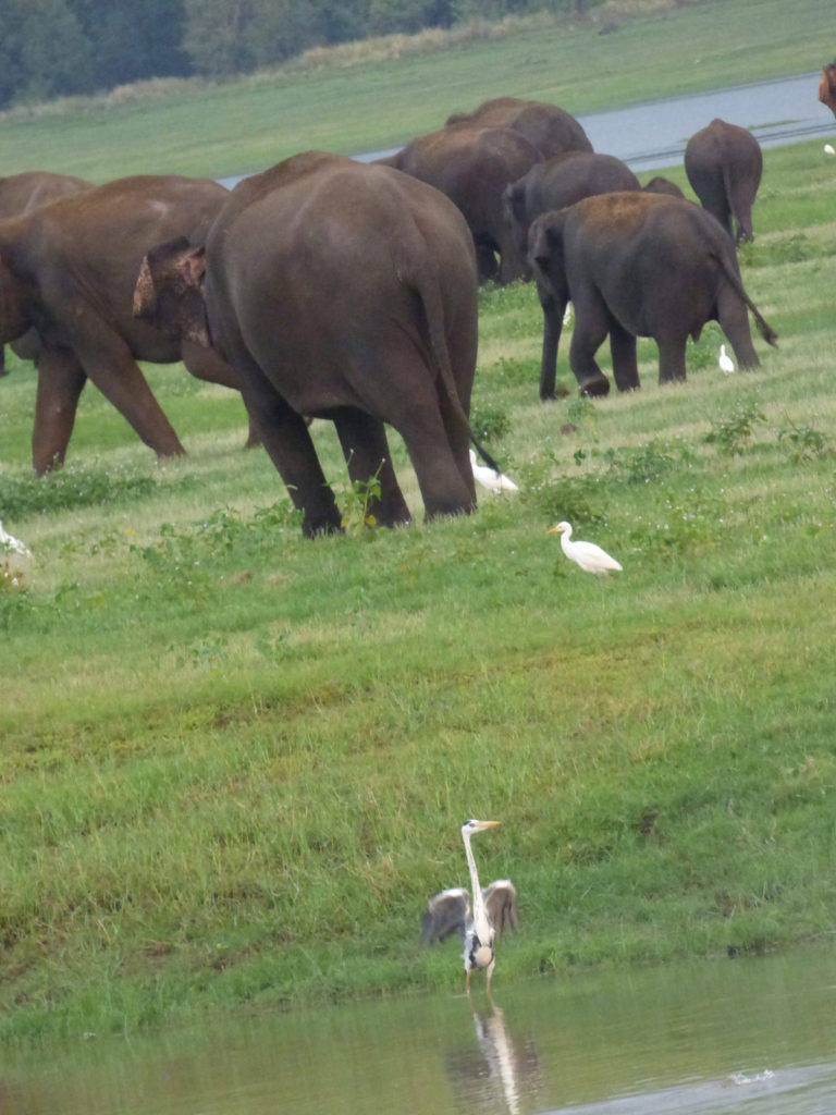 heron-wings-sri-lanka-elephants