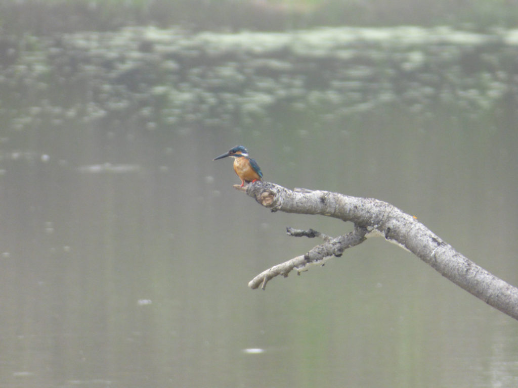 kingfisher-sri-lanka