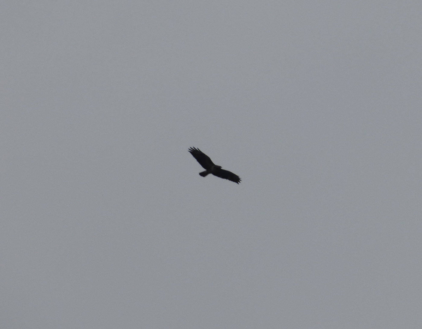 marsh harrier in flight norfolk broads