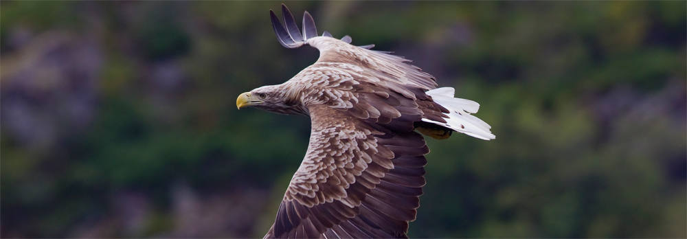 sea-eagle-spotted-near-broads
