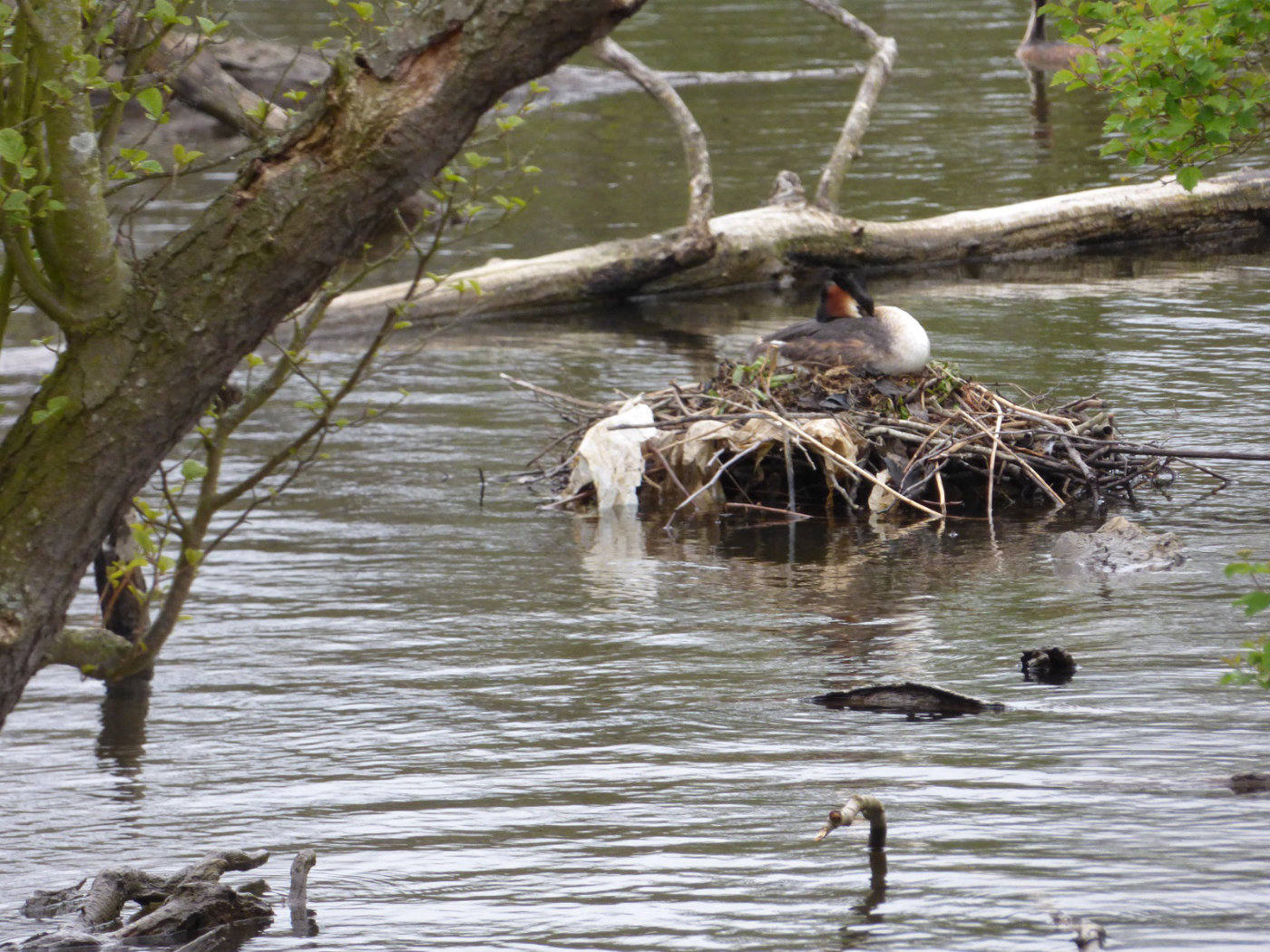 Grebe Nest on the Broads