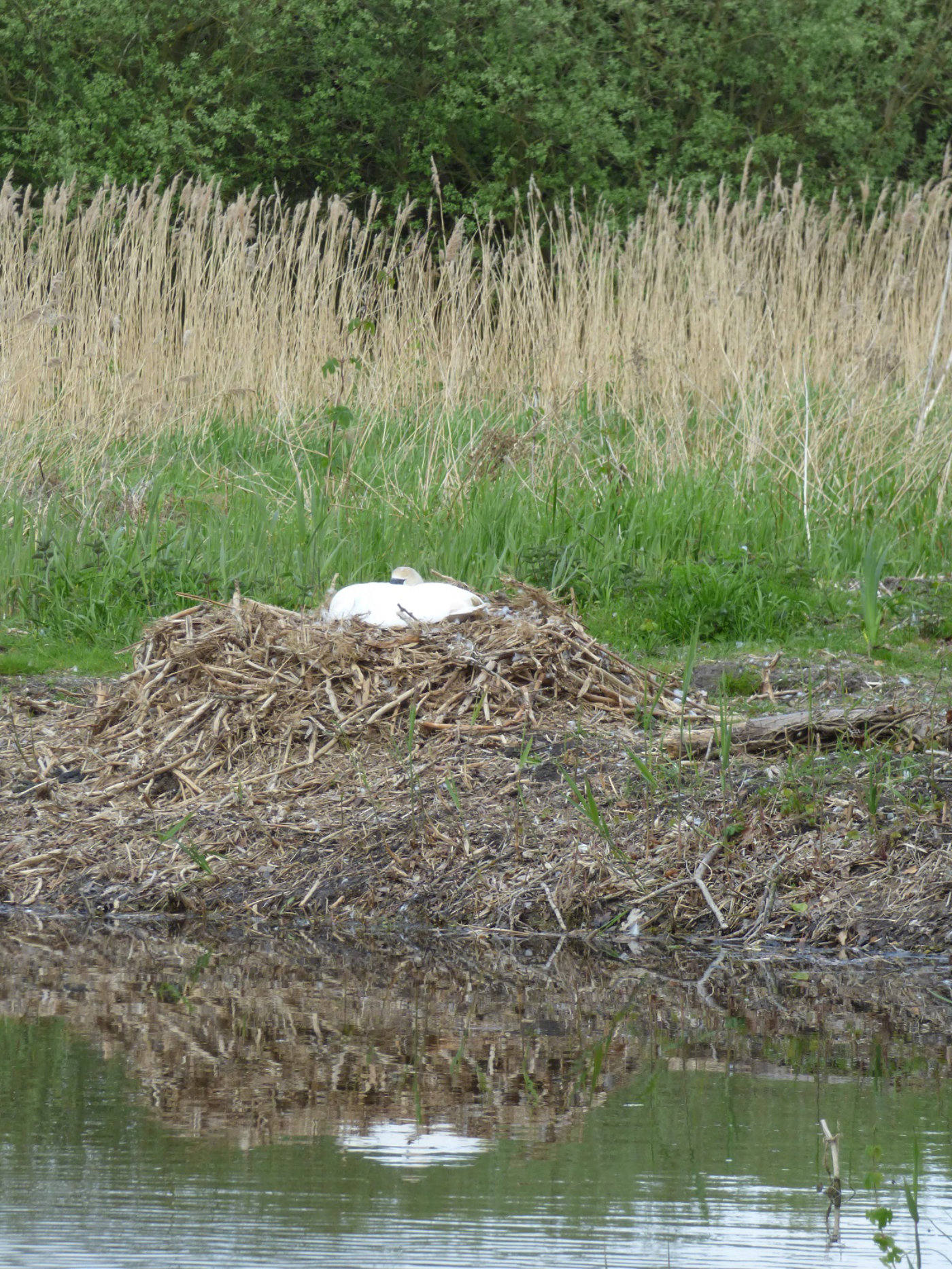 Nesting swan in Surlingham