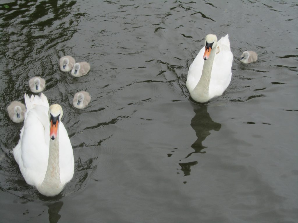 swanswithcygnets