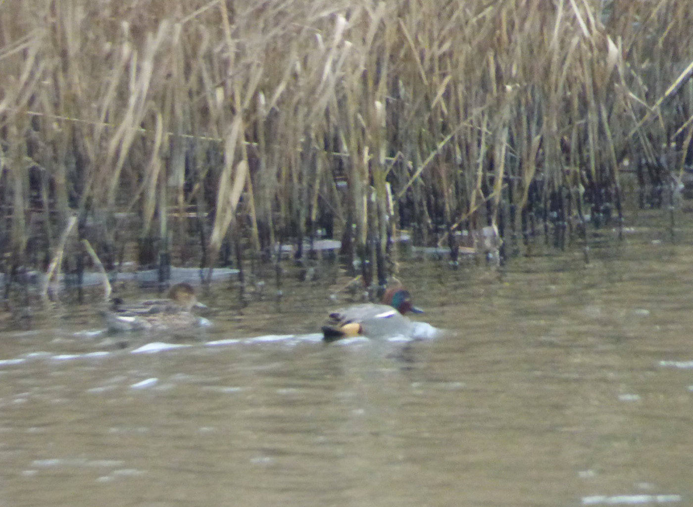 teal ducks norfolk broads