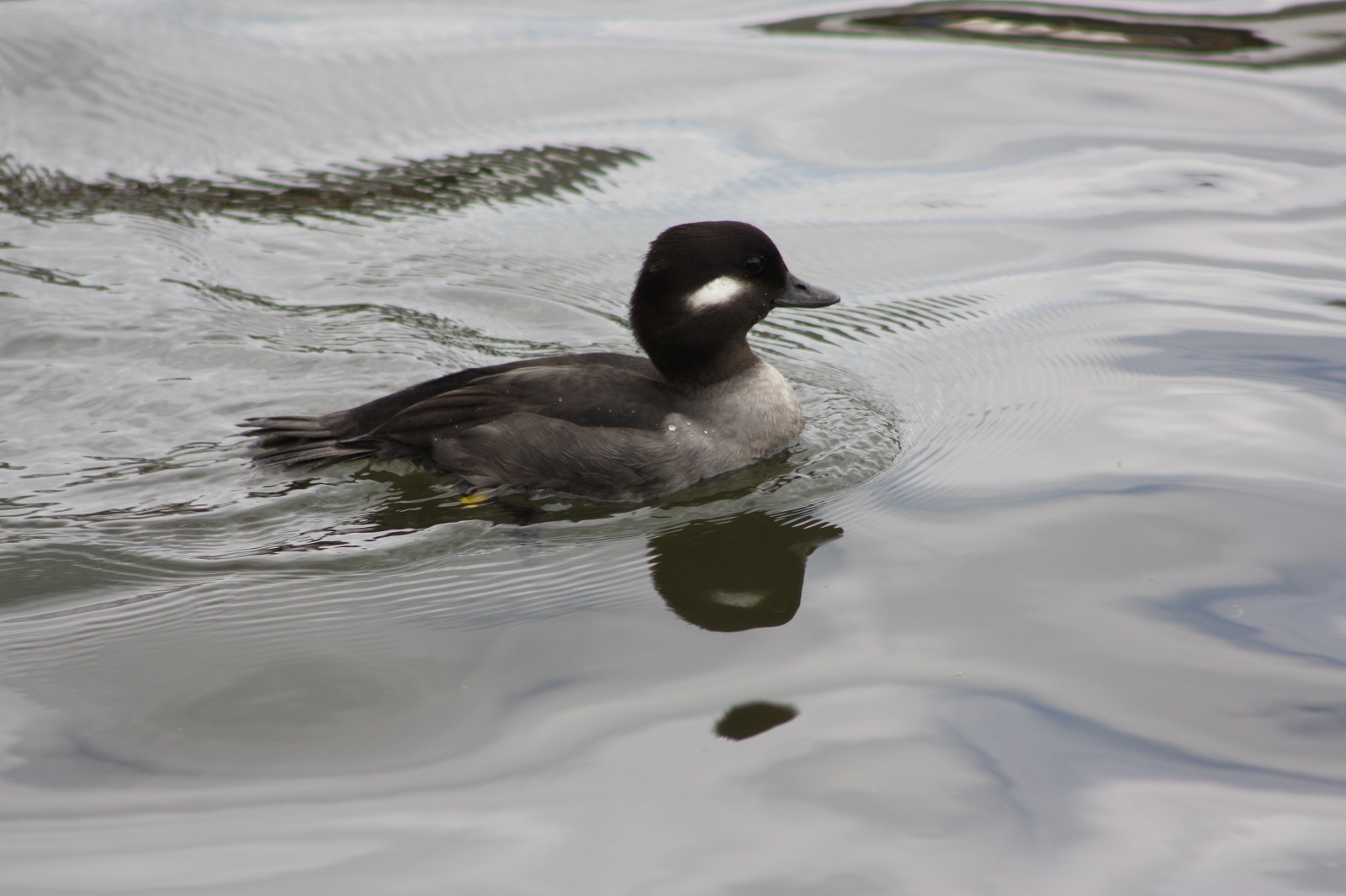 the mystery of the bufflehead duck norfolk broads direct