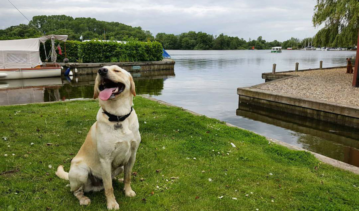 broads tours dog friendly